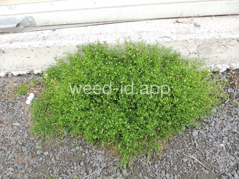 pearlwort, dwarf